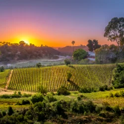 As melhores vinícolas de Napa Valley: explore as joias do vinho na Califórnia