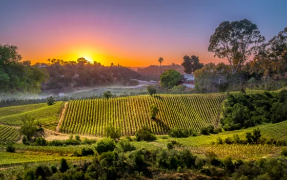 As melhores vinícolas de Napa Valley: explore as joias do vinho na Califórnia